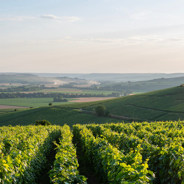 Vignes Tristan